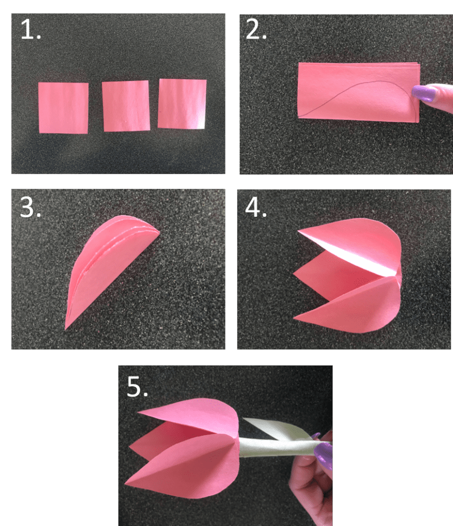 steps to make a paper tulip by cutting shapes