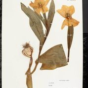 daffodil herbarium sheet
