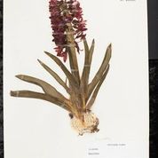 hyacinth herbarium sheet