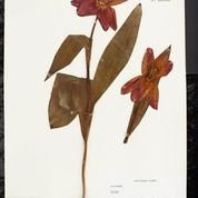 tulip herbarium sheet