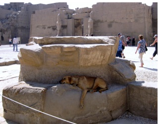 sleeping dogs in Egyptian ruins