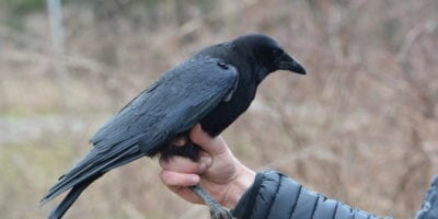 black bird being held in one hand