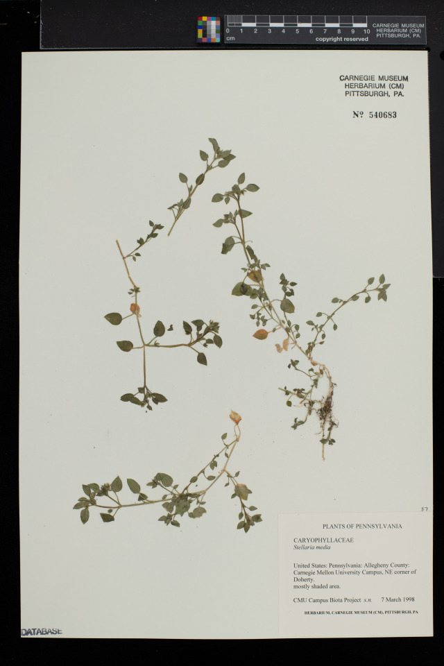 dried common chickweed specimen on herbarium sheet