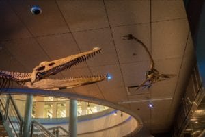 two replica skeletons of ancient sea creatures hanging from the ceiling