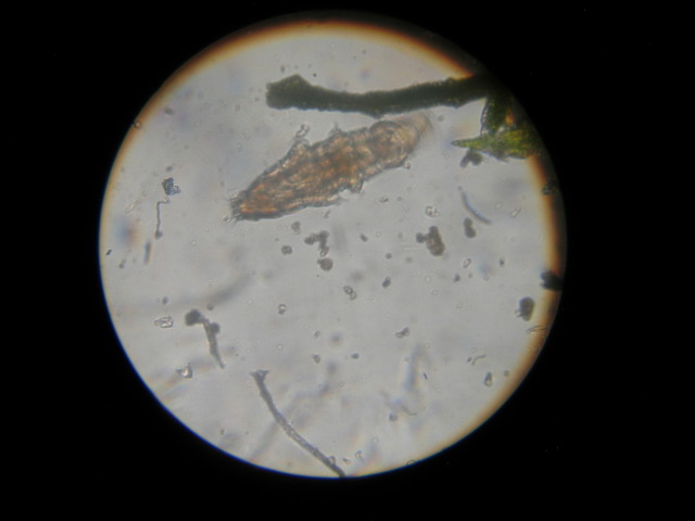 image of a tardigrade