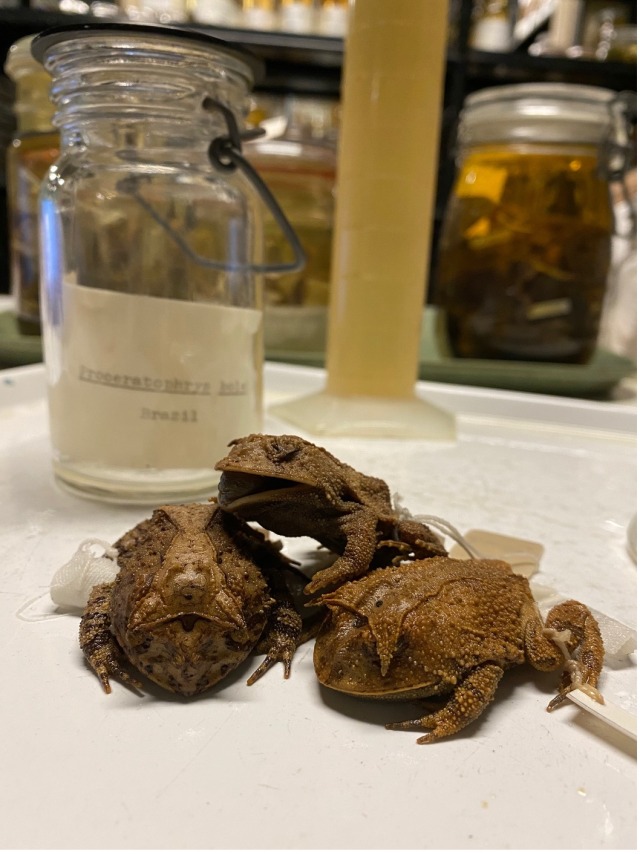 three horned frog specimens on a white tray with glass jars in the background 