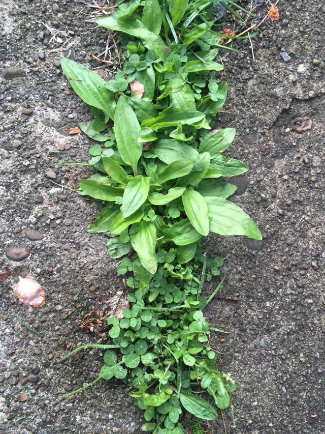 various green plants growing from a sidewalk crack