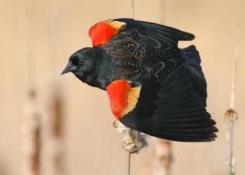 black bird with red and yellow on its wings