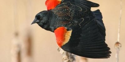 black bird with red and yellow on its wings