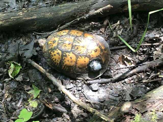 turtle on the ground among sticks and leaves