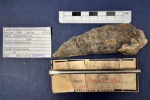University of Michigan Helps Solve Century Old Fossil Mystery – Part 1:  Stearns and Bayet. The Dispute