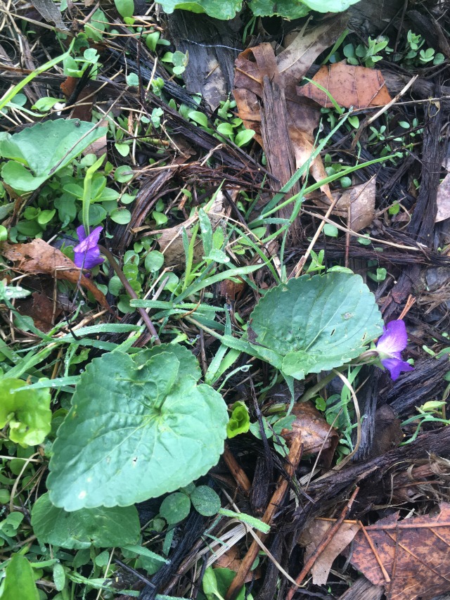 two violets among leaves and sticks