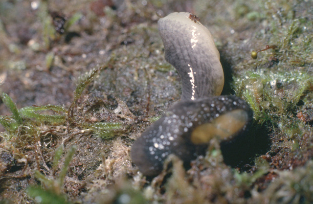 Semi-slug with its body twisted as it thrashes its tail.