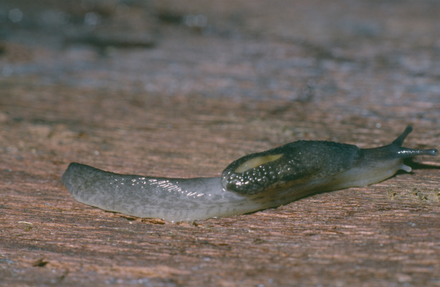 Semi-slug crawling across a piece of wood. 