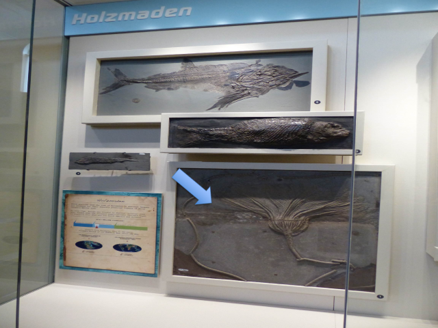 Exhibit case labeled Holzmaden. A blue arrow points to a crinoid fossil. 