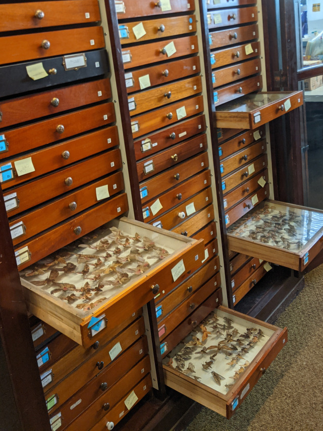 Cabinet of drawers with four drawers open showing specimens preserved inside. 