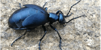 Shiny blue blister beetle on a rock.
