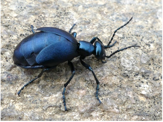 Shiny blue blister beetle on a rock. 