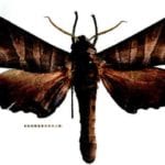 specimen of Marumba verdeciae