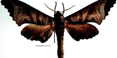 specimen of Marumba verdeciae