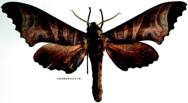 specimen of the moth Marumba verdeciae