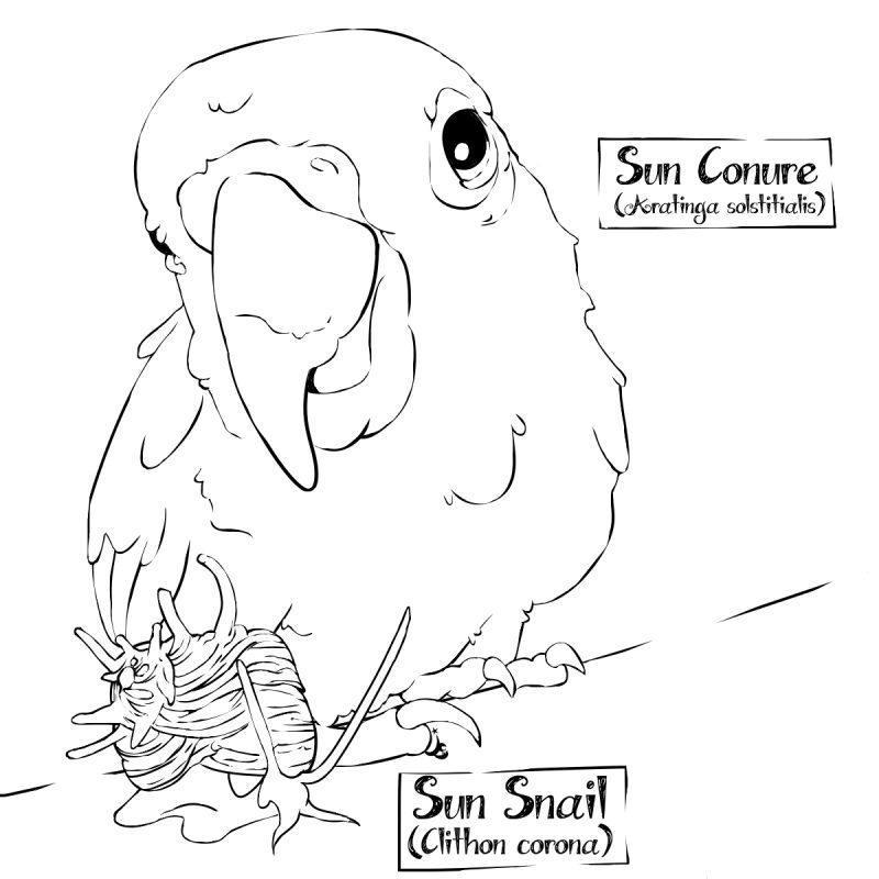 Sun Conure and Sun Snail coloring page
