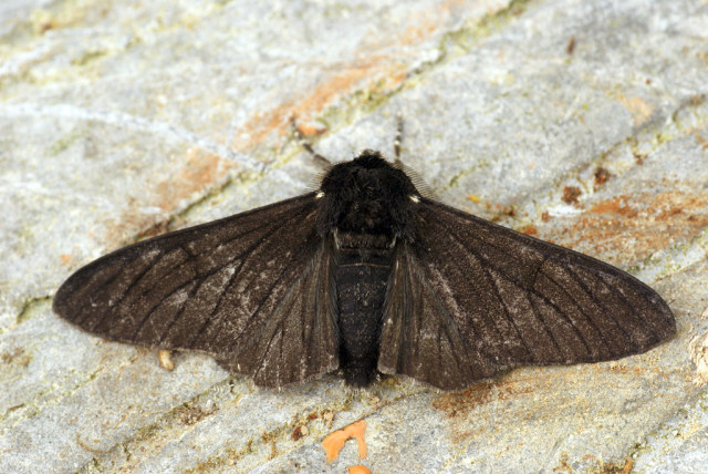 Black moth on light background.