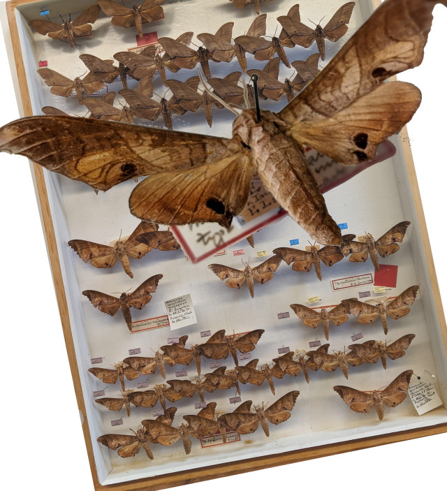Drawer full of moth specimen with a larger moth over top. 