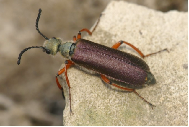 Multi-colored blister beetle on a rock. 