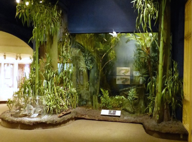 Exhibit in Benedum Hall of Geology with fake trees in the foreground and a swamp diorama in the background. 