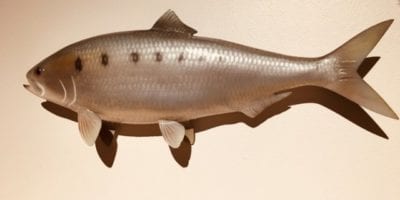 model of a shad