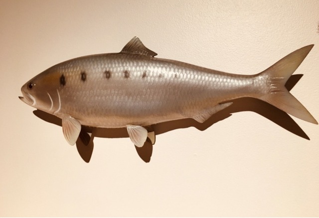 model of a shad