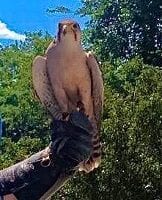 Lanner falcon