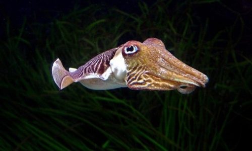 Cuttlefish Pass Marshmallow Test