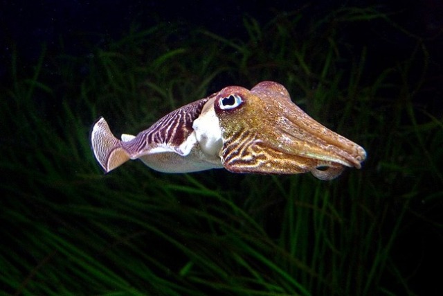 cuttlefish on dark background