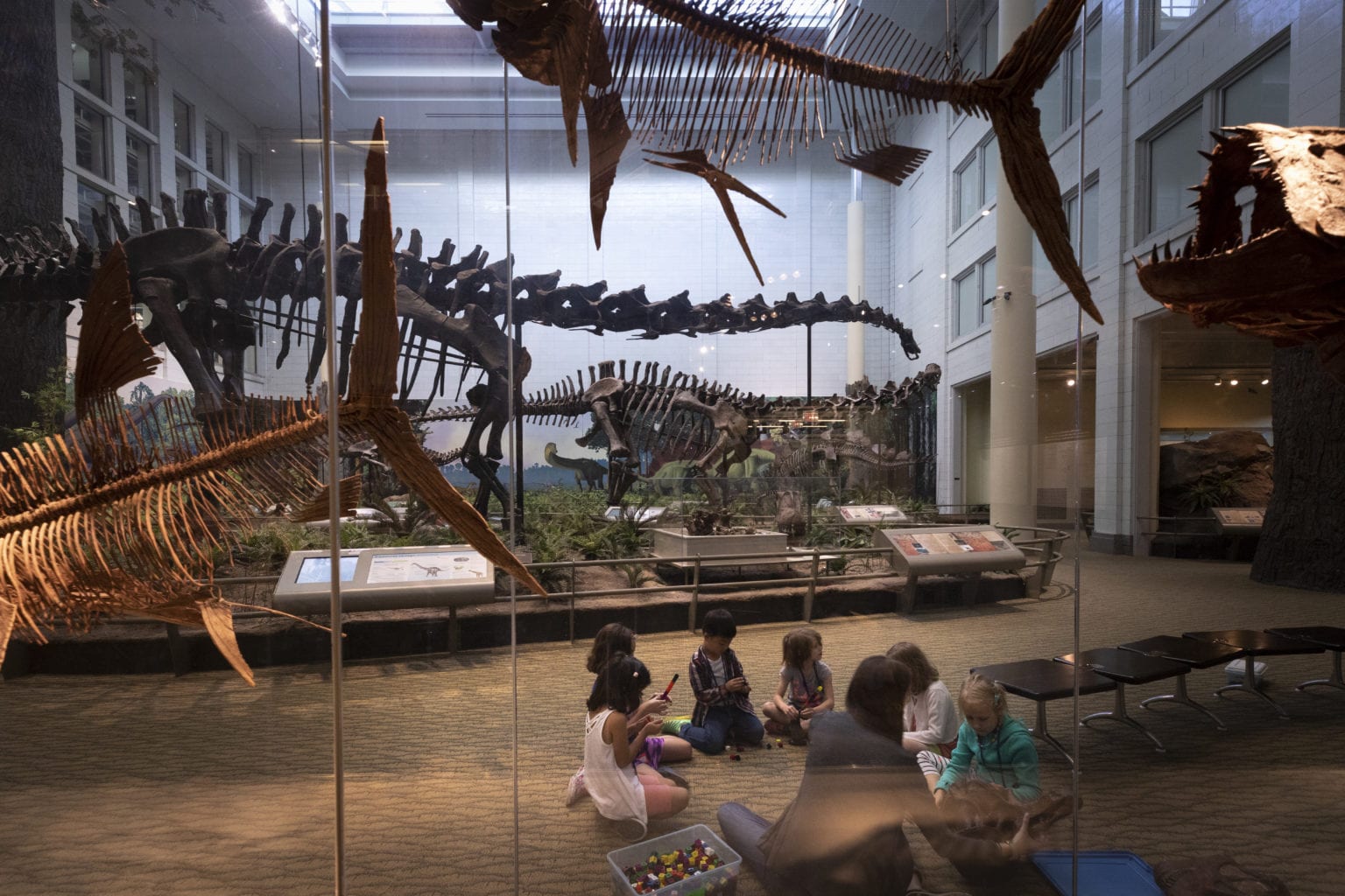 Learn With Carnegie Museum Of Natural History