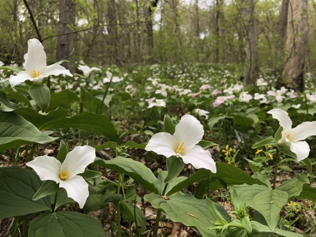 Flowering trillium in the woods