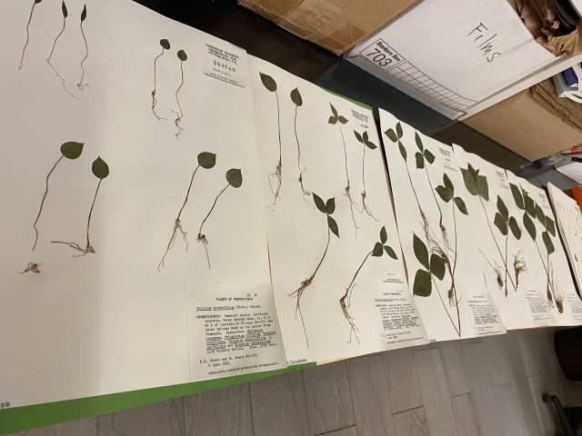 Voucher series of trillium herbarium specimen sheets.