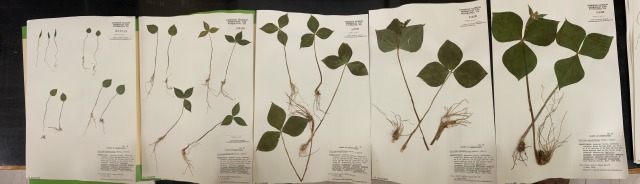 Five herbarium sheets with specimens of trillium on them arranged with the smallest leaves on the left and largest on the right. 