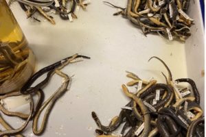 Getting Started: a high school intern’s experience in the herp section