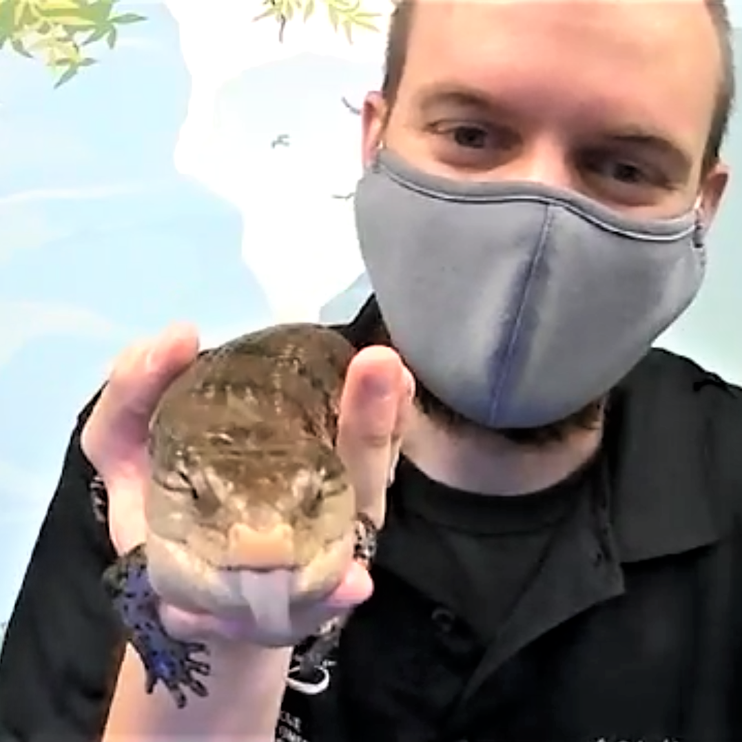 Museum educator with skink