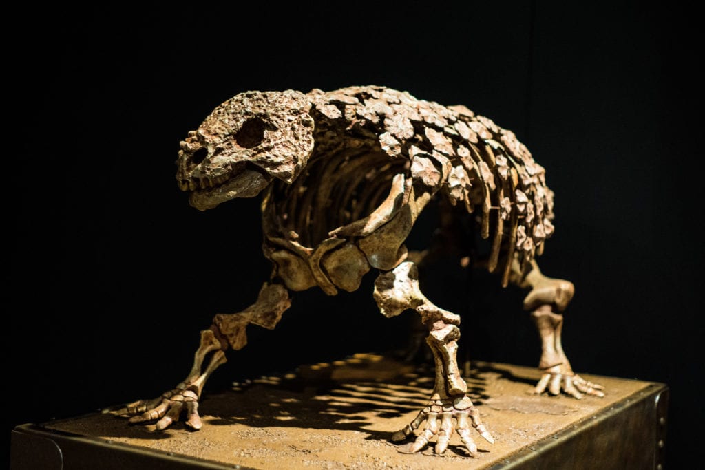Scutosaurus replica skeleton
