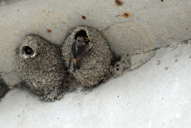 cliff swallow feeding young in the nest