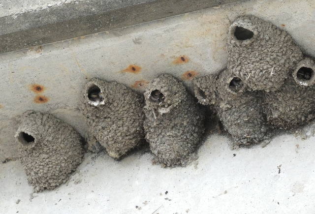 cliff swallow nests