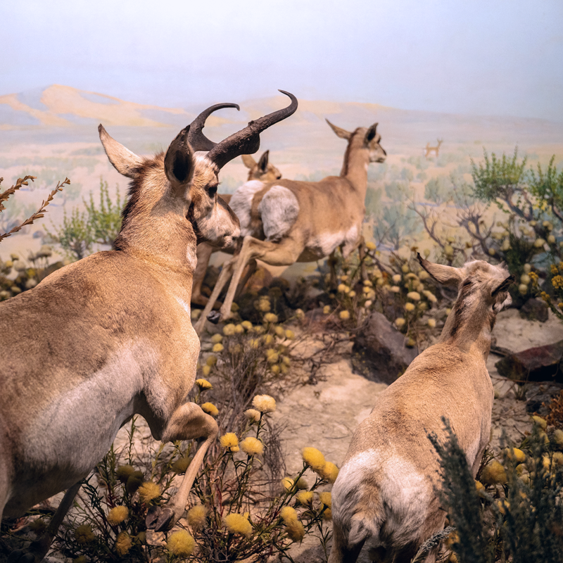 Pronged Antelope display