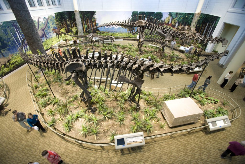 View of Dinosaurs in Their Time exhibition from above