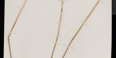 Dried wild leeks specimen on an herbarium sheet.