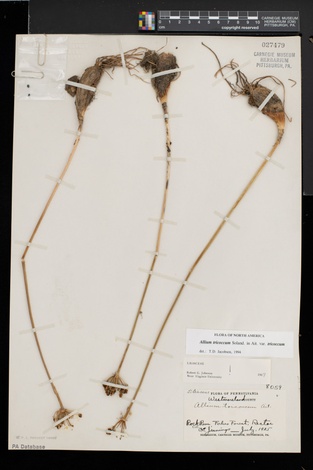 Dried allium specimen on an herbarium sheet. 