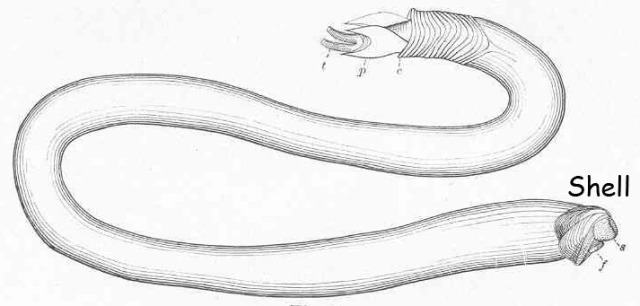 Black and white illustration of a shipworm. 