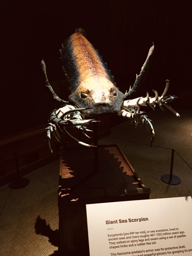 Replica giant sea scorpion museum display 